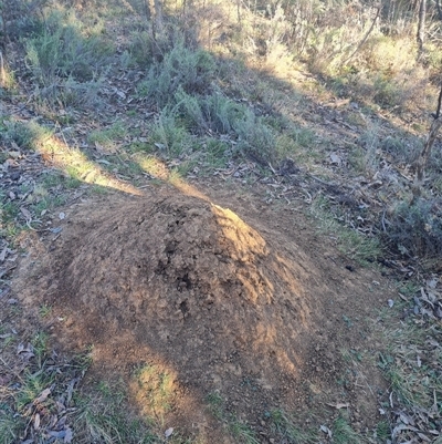 Nasutitermes exitiosus (Snouted termite, Gluegun termite) at Ainslie, ACT - 28 May 2024 by AaronClausen