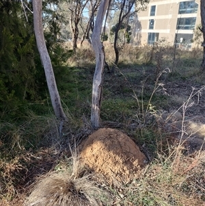 Nasutitermes exitiosus at Pialligo, ACT - suppressed