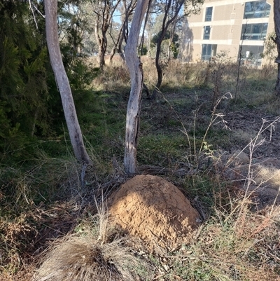 Nasutitermes exitiosus (Snouted termite, Gluegun termite) at Pialligo, ACT - 29 May 2024 by DonFletcher