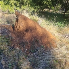 Nasutitermes exitiosus (Snouted termite, Gluegun termite) at Ainslie, ACT - 28 May 2024 by AaronClausen