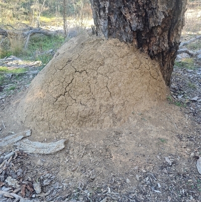 Nasutitermes exitiosus (Snouted termite, Gluegun termite) at Ainslie, ACT - 29 May 2024 by DonFletcher