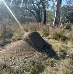 Nasutitermes exitiosus (Snouted termite, Gluegun termite) at Pialligo, ACT - 29 May 2024 by DonFletcher