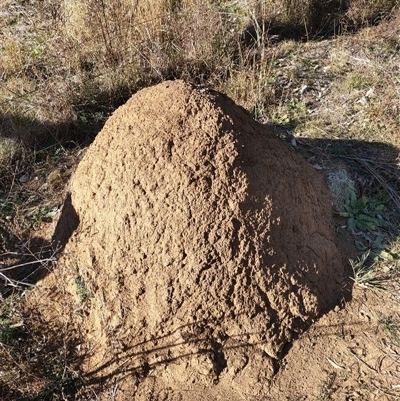 Nasutitermes exitiosus (Snouted termite, Gluegun termite) at Kenny, ACT - 29 May 2024 by AaronClausen