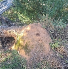 Nasutitermes exitiosus (Snouted termite, Gluegun termite) at Ainslie, ACT - 29 May 2024 by AaronClausen