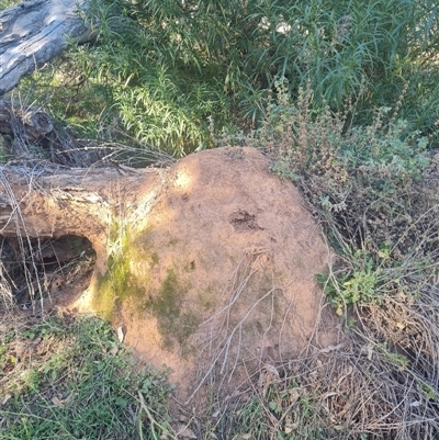 Nasutitermes exitiosus (Snouted termite, Gluegun termite) at Ainslie, ACT - 29 May 2024 by AaronClausen