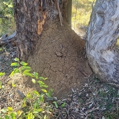 Nasutitermes exitiosus (Snouted termite, Gluegun termite) at Ainslie, ACT - 29 May 2024 by AaronClausen