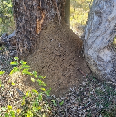 Nasutitermes exitiosus (Snouted termite, Gluegun termite) at Ainslie, ACT - 29 May 2024 by AaronClausen