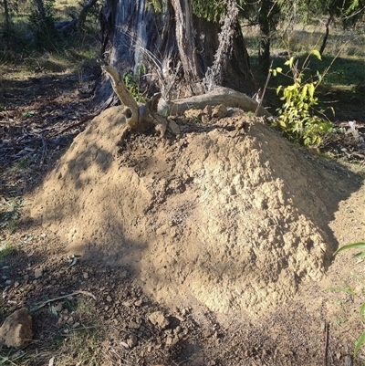 Nasutitermes exitiosus (Snouted termite, Gluegun termite) at Ainslie, ACT - 29 May 2024 by AaronClausen