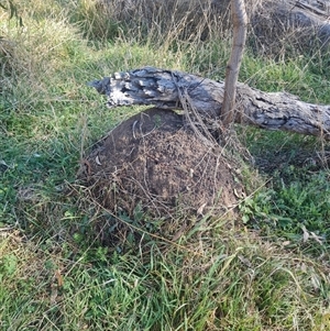 Nasutitermes exitiosus at Ainslie, ACT - suppressed