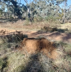 Nasutitermes exitiosus (Snouted termite, Gluegun termite) at Pialligo, ACT - 29 May 2024 by AaronClausen