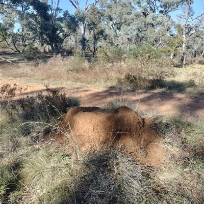 Nasutitermes exitiosus (Snouted termite, Gluegun termite) at Pialligo, ACT - 29 May 2024 by AaronClausen