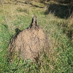 Nasutitermes exitiosus (Snouted termite, Gluegun termite) at Ainslie, ACT - 29 May 2024 by AaronClausen