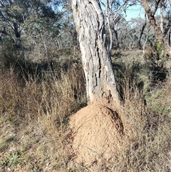 Nasutitermes exitiosus (Snouted termite, Gluegun termite) at Pialligo, ACT - 29 May 2024 by DonFletcher