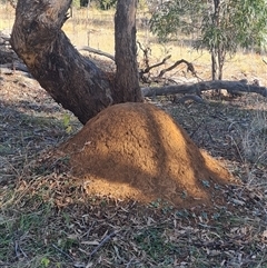 Nasutitermes exitiosus (Snouted termite, Gluegun termite) at Ainslie, ACT - 29 May 2024 by AaronClausen