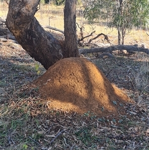 Nasutitermes exitiosus at Ainslie, ACT - 29 May 2024