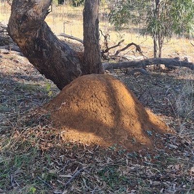 Nasutitermes exitiosus (Snouted termite, Gluegun termite) at Ainslie, ACT - 29 May 2024 by AaronClausen