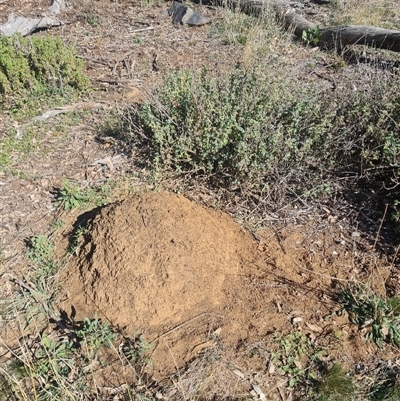 Nasutitermes exitiosus (Snouted termite, Gluegun termite) at Ainslie, ACT - 29 May 2024 by AaronClausen