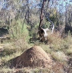 Nasutitermes exitiosus (Snouted termite, Gluegun termite) at Pialligo, ACT - 29 May 2024 by DonFletcher