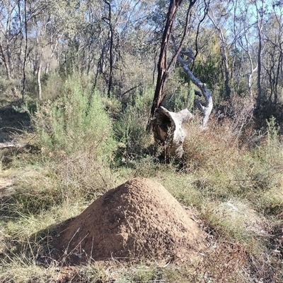 Nasutitermes exitiosus (Snouted termite, Gluegun termite) at Pialligo, ACT - 29 May 2024 by DonFletcher