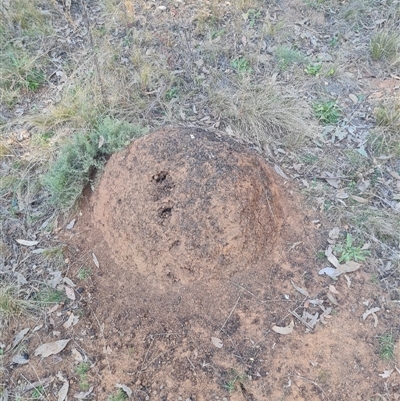 Nasutitermes exitiosus (Snouted termite, Gluegun termite) at Ainslie, ACT - 29 May 2024 by AaronClausen