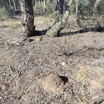 Nasutitermes exitiosus (Snouted termite, Gluegun termite) at Pialligo, ACT - 29 May 2024 by AaronClausen