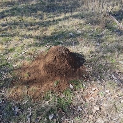 Nasutitermes exitiosus (Snouted termite, Gluegun termite) at Ainslie, ACT - 29 May 2024 by AaronClausen