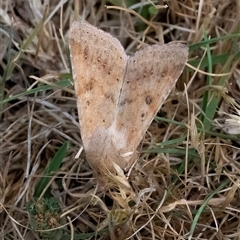 Helicoverpa (genus) (A bollworm) at Googong, NSW - 5 Nov 2024 by WHall