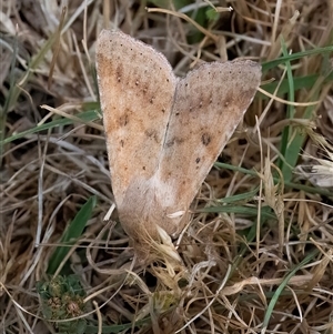 Helicoverpa (genus) at Googong, NSW - 5 Nov 2024