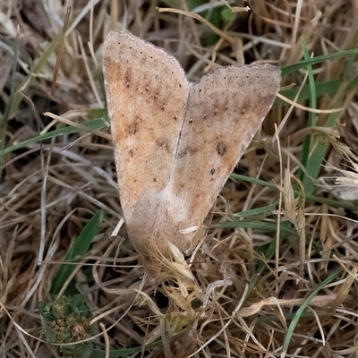 Helicoverpa (genus) (A bollworm) at Googong, NSW - 5 Nov 2024 by WHall