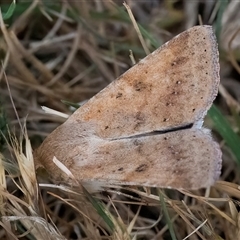 Helicoverpa (genus) at Googong, NSW - 5 Nov 2024