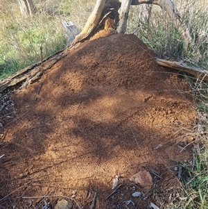 Nasutitermes exitiosus at Ainslie, ACT - 29 May 2024