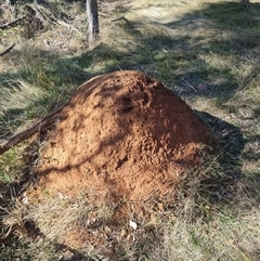 Nasutitermes exitiosus (Snouted termite, Gluegun termite) at Ainslie, ACT - 29 May 2024 by AaronClausen