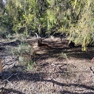 Nasutitermes exitiosus at Pialligo, ACT - 29 May 2024