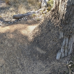 Nasutitermes exitiosus at Watson, ACT - 29 May 2024