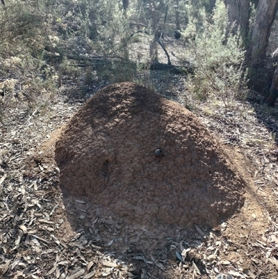 Nasutitermes exitiosus (Snouted termite, Gluegun termite) at Pialligo, ACT - 29 May 2024 by DonFletcher