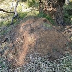 Nasutitermes exitiosus (Snouted termite, Gluegun termite) at Watson, ACT - 29 May 2024 by AaronClausen