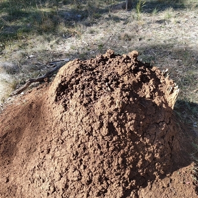 Nasutitermes exitiosus (Snouted termite, Gluegun termite) at Watson, ACT - 29 May 2024 by AaronClausen