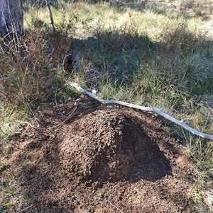 Nasutitermes exitiosus at Watson, ACT - suppressed