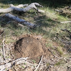 Nasutitermes exitiosus (Snouted termite, Gluegun termite) at Watson, ACT - 29 May 2024 by AaronClausen