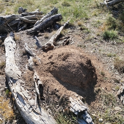 Nasutitermes exitiosus (Snouted termite, Gluegun termite) at Watson, ACT - 29 May 2024 by AaronClausen