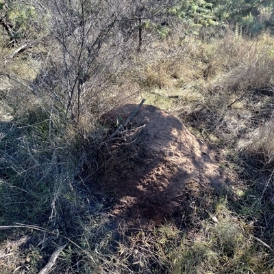 Nasutitermes exitiosus (Snouted termite, Gluegun termite) at Pialligo, ACT - 29 May 2024 by DonFletcher