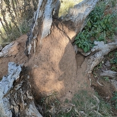 Nasutitermes exitiosus (Snouted termite, Gluegun termite) at Watson, ACT - 29 May 2024 by DonFletcher