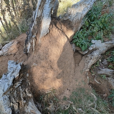 Nasutitermes exitiosus (Snouted termite, Gluegun termite) at Watson, ACT - 29 May 2024 by AaronClausen