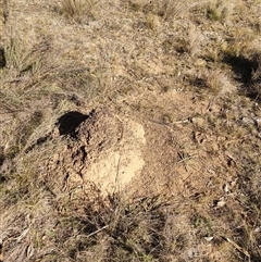 Nasutitermes exitiosus (Snouted termite, Gluegun termite) at Watson, ACT - 29 May 2024 by AaronClausen