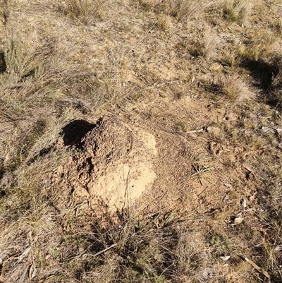 Nasutitermes exitiosus (Snouted termite, Gluegun termite) at Watson, ACT - 29 May 2024 by AaronClausen