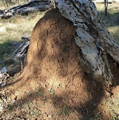 Nasutitermes exitiosus (Snouted termite, Gluegun termite) at Watson, ACT - 29 May 2024 by AaronClausen