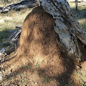 Nasutitermes exitiosus at Watson, ACT - suppressed