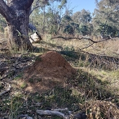 Nasutitermes exitiosus (Snouted termite, Gluegun termite) at Pialligo, ACT - 29 May 2024 by AaronClausen