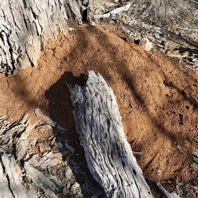 Nasutitermes exitiosus (Snouted termite, Gluegun termite) at Watson, ACT - 29 May 2024 by AaronClausen