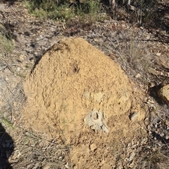 Nasutitermes exitiosus (Snouted termite, Gluegun termite) at Hackett, ACT - 29 May 2024 by AaronClausen